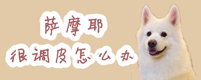 薩摩耶很調皮怎么辦