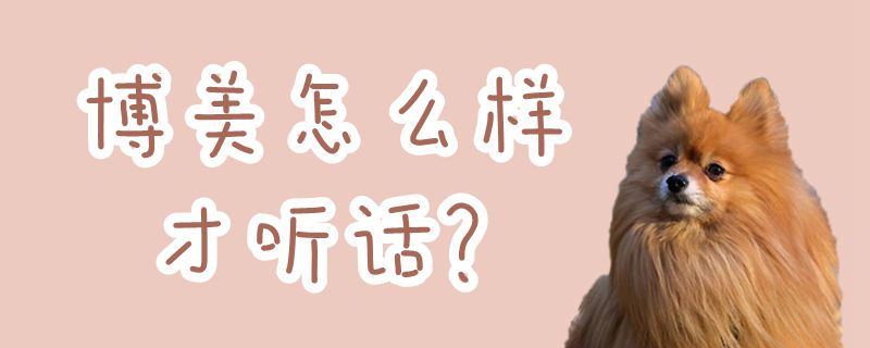 博美怎么樣才聽(tīng)話