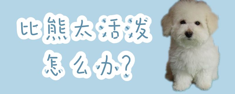 比熊太活潑怎么辦
