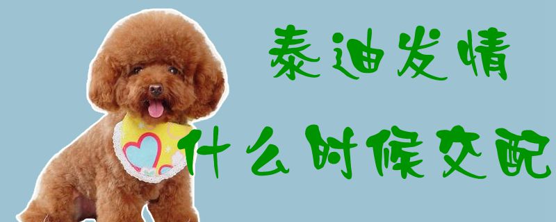 泰迪發(fā)情什么時(shí)候交配1