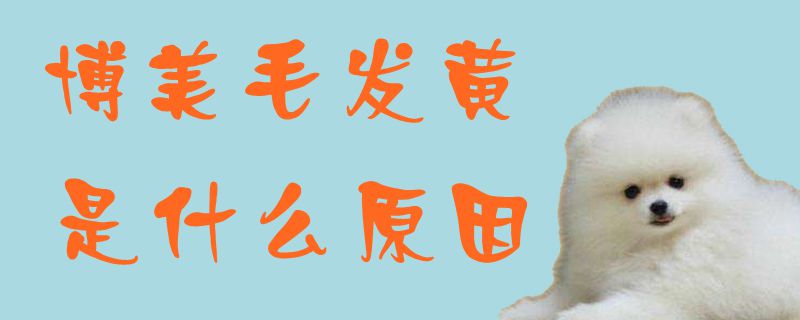 博美毛發黃是什么原因1