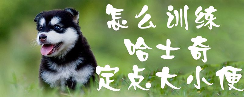 怎么訓練哈士奇定點大小便1
