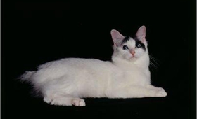 日本短尾貓怎么養 日本短尾貓飼養方法