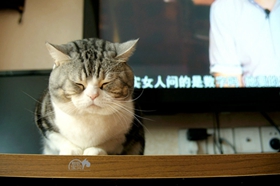 什么貓糧適合美國短尾貓 商品糧和天然糧選擇推薦