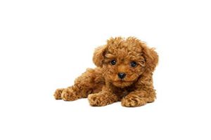 貴賓犬毛怎么護(hù)理