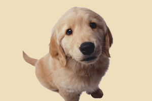 金毛犬如何養