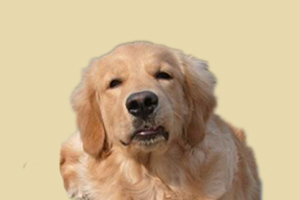 金毛幼犬零食是什么