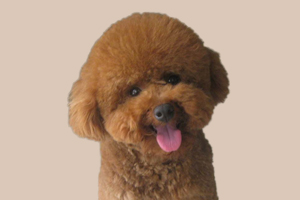小泰迪如何驅(qū)蟲(chóng)