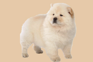 松獅犬什么時候脫毛