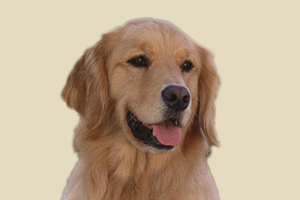 金毛犬不愛(ài)走路怎么辦
