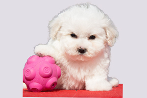 比熊犬什么時(shí)候驅(qū)蟲(chóng)