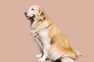 金毛犬不愛喝水怎么辦