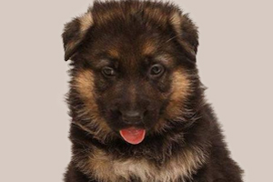 德牧幼犬吃什么長得快