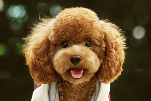 泰迪貴賓犬怎么養