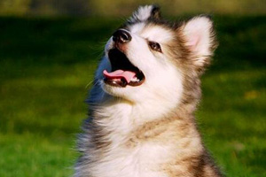 阿拉斯加犬幼犬怎么養