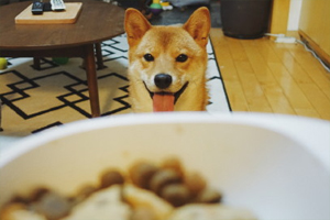 柴犬吃什么好