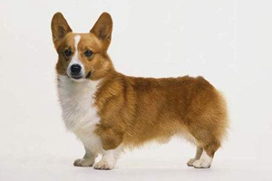 養柯基犬注意事項有哪些