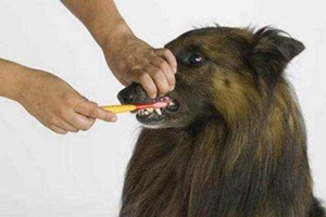 怎么給狗狗刷牙