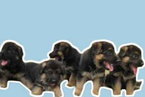 德牧幼犬怎么養