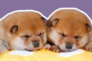 柴犬幼犬怎么養