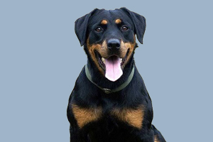 羅威納犬怎么喂養