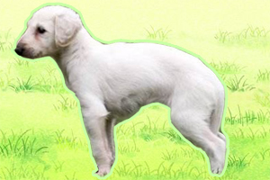 細犬怎么喂食