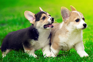 柯基犬怎么喂