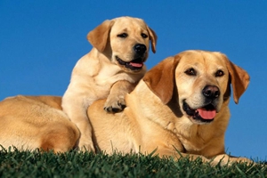 純種拉布拉多犬如何喂養
