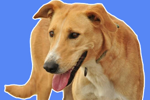 細犬怎么養