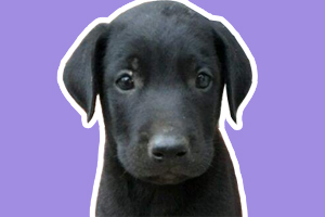 黑狼犬幼犬怎樣喂養