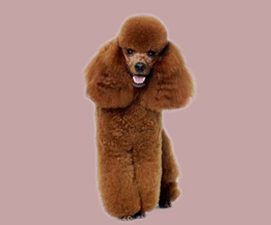 貴賓犬如何喂養