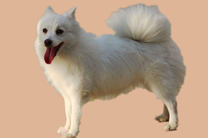 狐貍犬吃什么