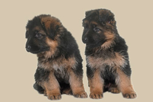 德國牧羊犬幼犬喂養(yǎng)方法