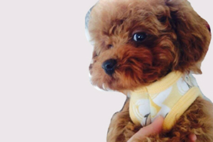 純種泰迪犬怎么養