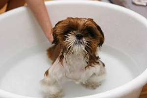 給狗狗怎么洗澡