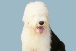 古牧犬吃什么