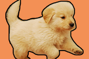 金毛犬喂養方法