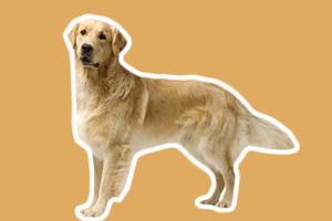 金毛犬的喂養(yǎng)方法
