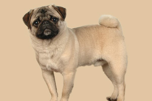 巴哥犬吃什么