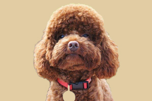 泰迪犬什么時(shí)間發(fā)情
