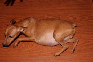 小鹿犬發情什么表現