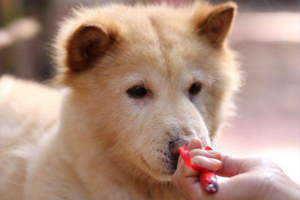 土狗握手如何訓練