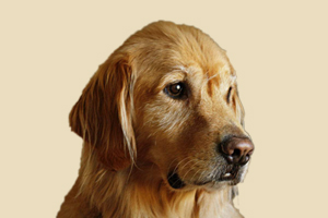 金毛犬不聽話怎么訓(xùn)