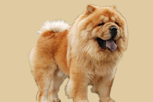 松獅吃什么對毛發(fā)好