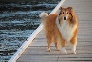 蘇格蘭牧羊犬如何養(yǎng)