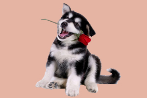哈士奇幼犬吃什么食物