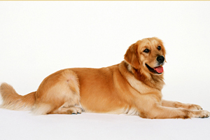 金毛犬怎樣喂養