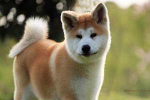 秋田犬如何補(bǔ)鈣