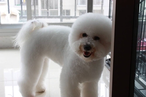 比熊犬洗澡注意事項有哪些