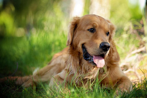 成年金毛犬怎么養